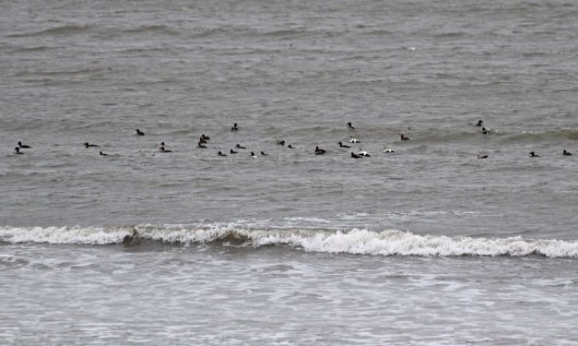 190114 (7) a raft of eider