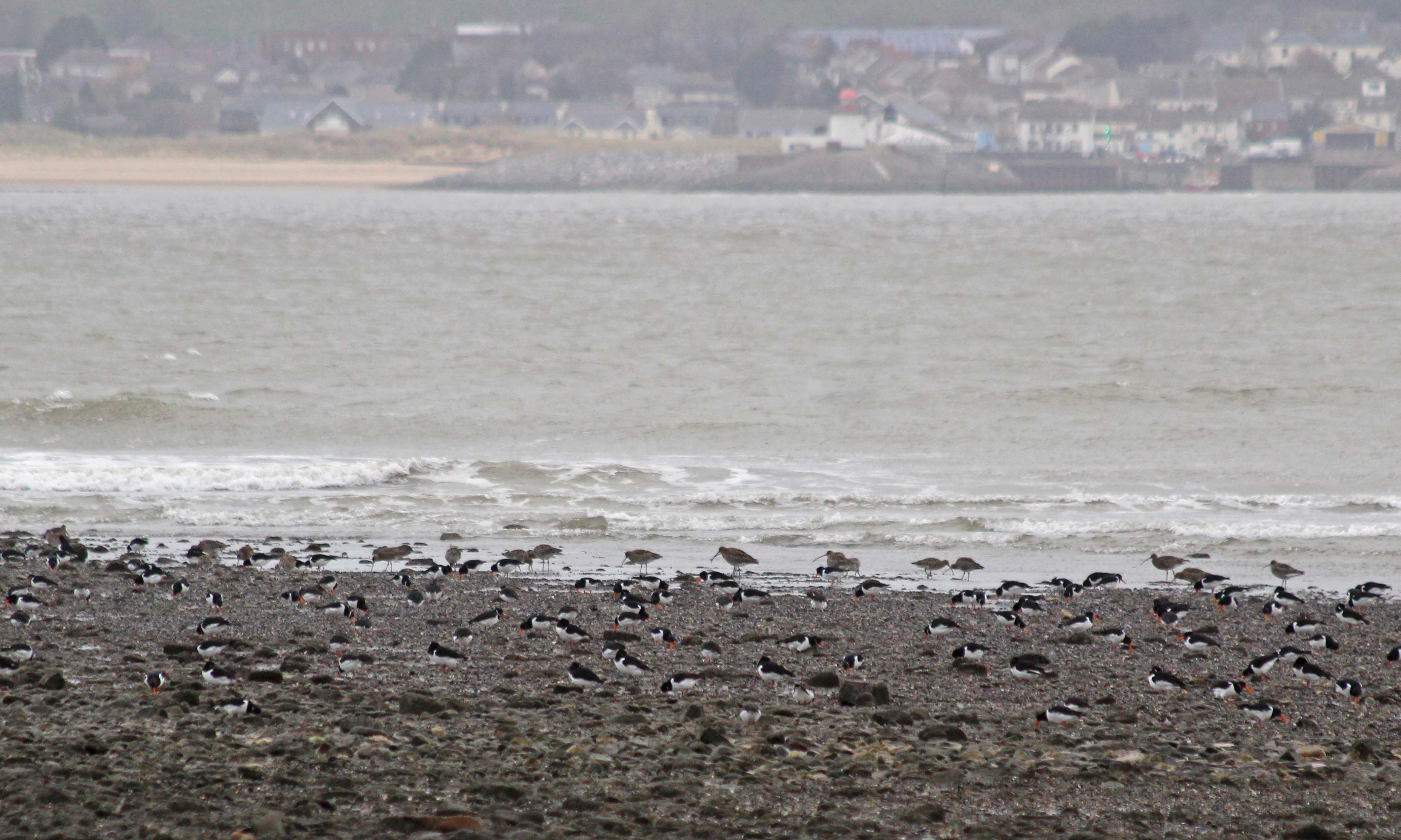 190114 (7) oystercatchers and curlew