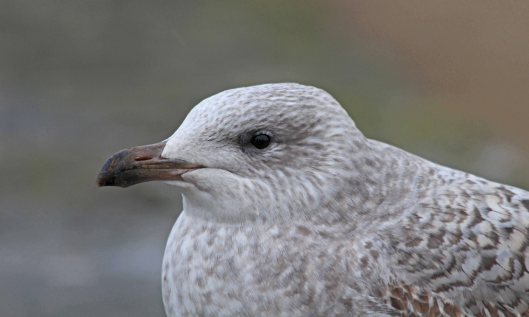 190116 juvenile herring gull