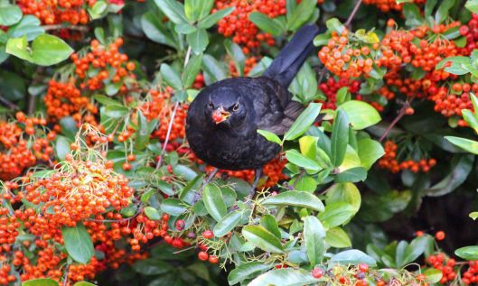 190123 blackbird heaven