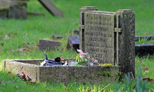 190125 blackbird bathing (1)