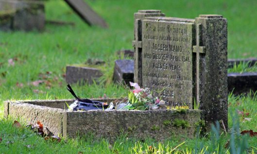 190125 blackbird bathing (2)