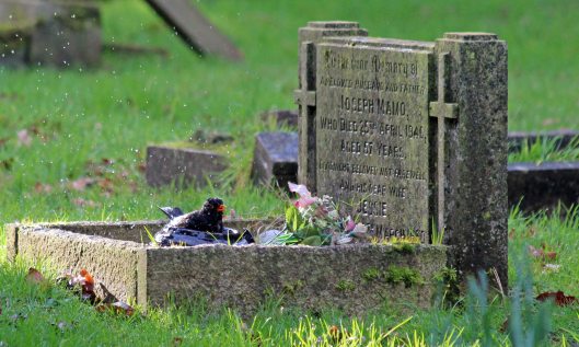 190125 blackbird bathing (5)