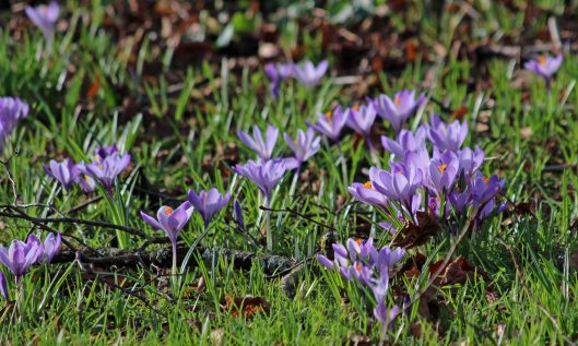 190127 crocuses