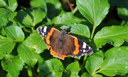190128 red admiral