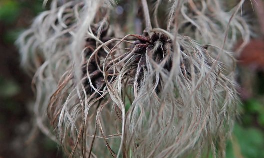 190129 old man's beard