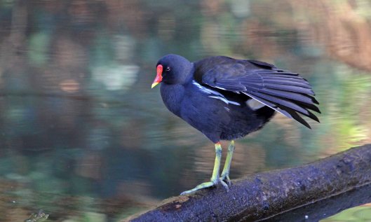 190130 moorhen