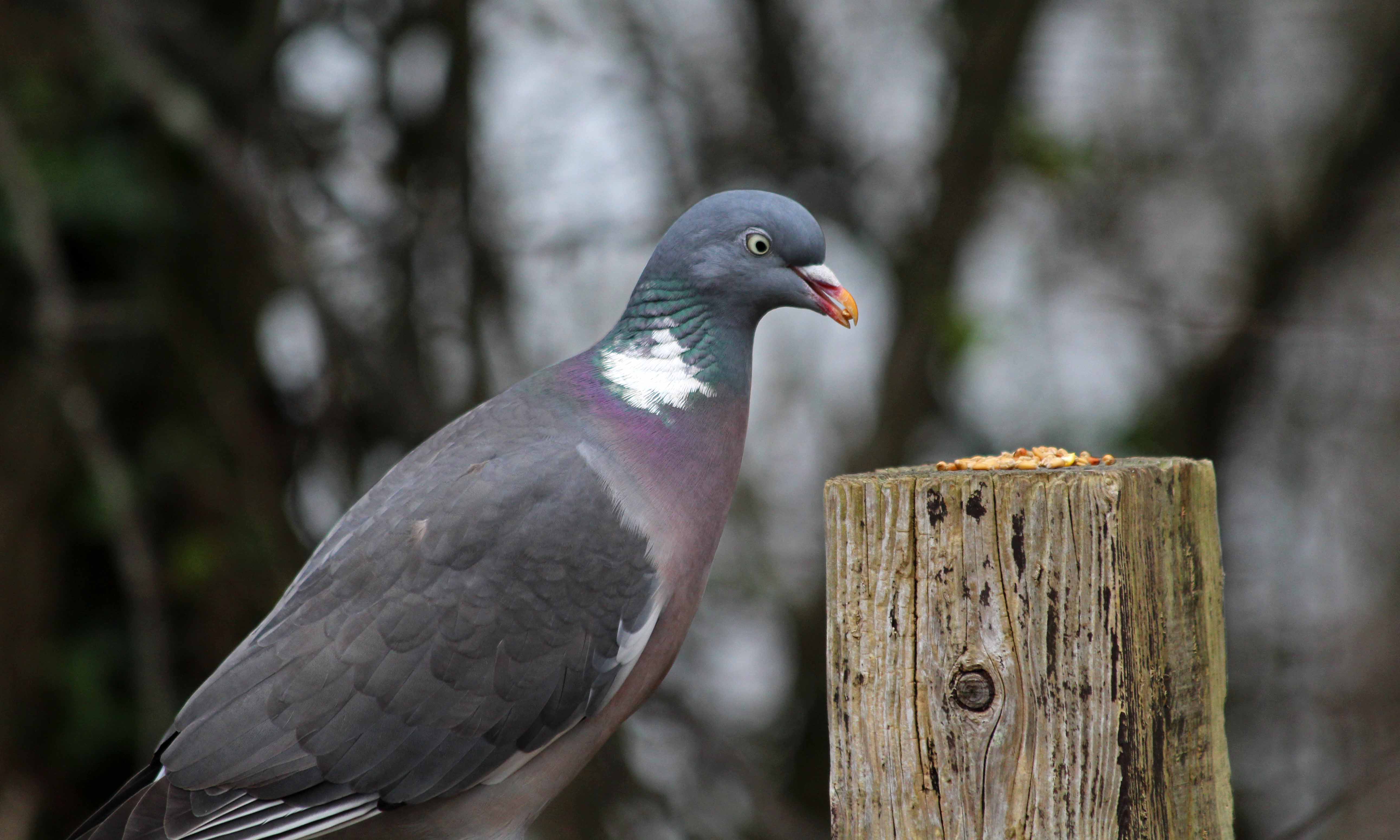 190131woodpigeon
