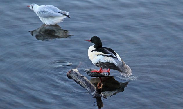 20 goosander