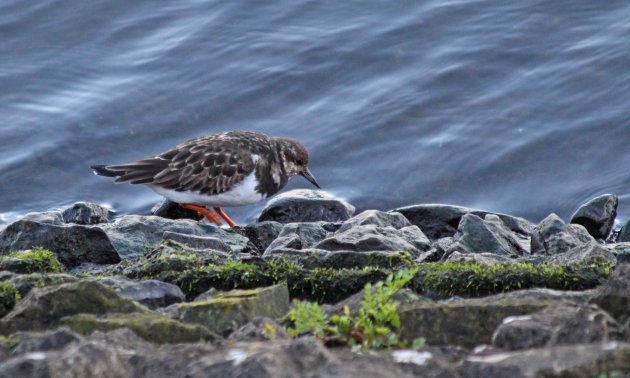 27 turnstone