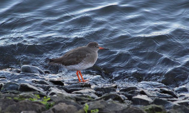 28 redshank