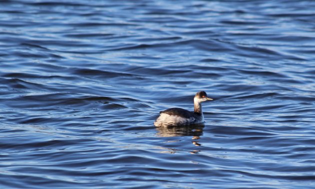 33 Black-necked grebe