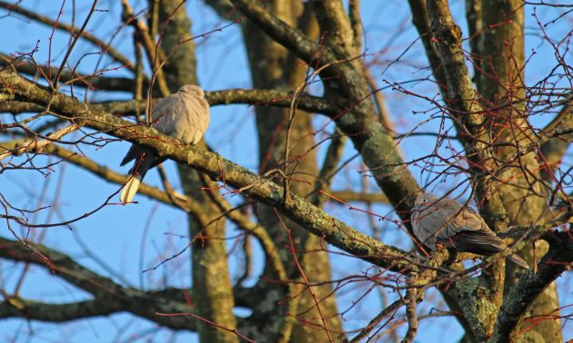 48 collared dove