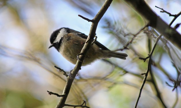 51 Coal tit