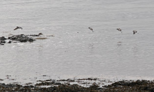 78 79 grey plover and dunlin