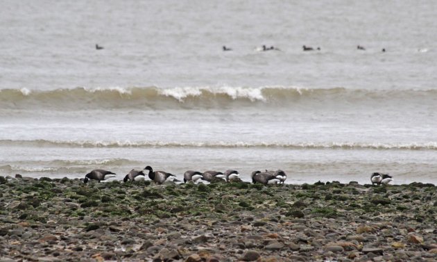 89 brent geese