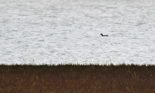 93 great northern diver