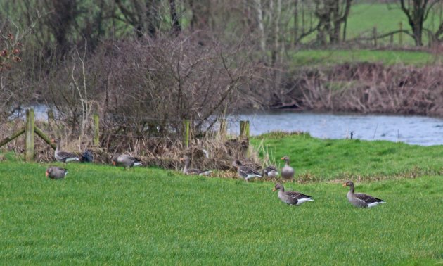106 greylag goose