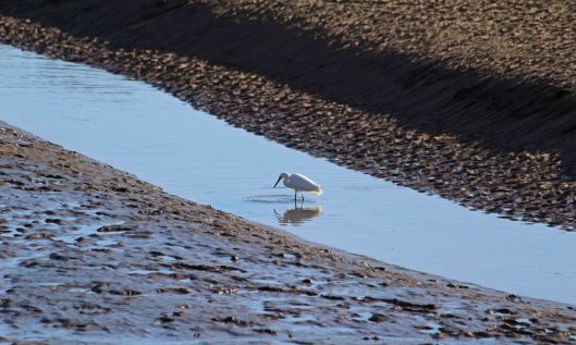 190204 little egret