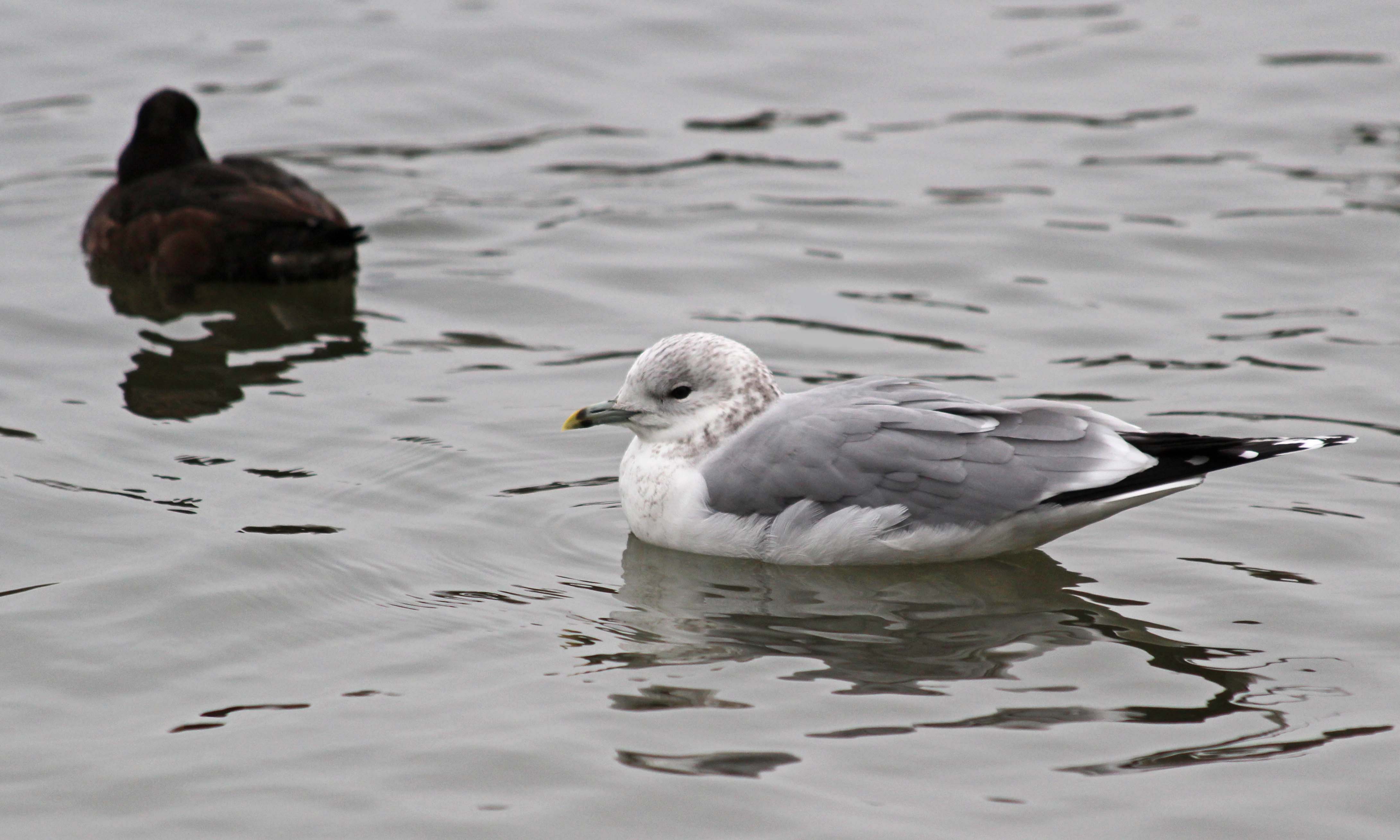 Gull Null 36/365 Staring at gulls | earthstar