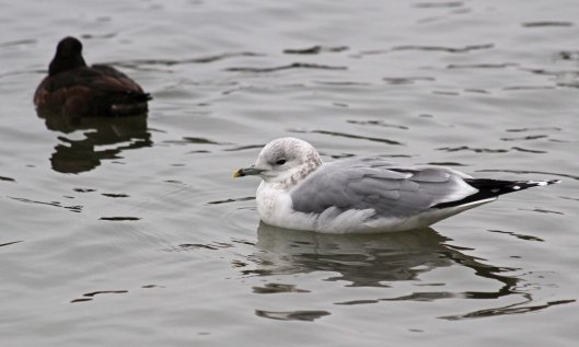 190205 Common gull