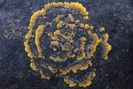 190209 Caloplaca lichen