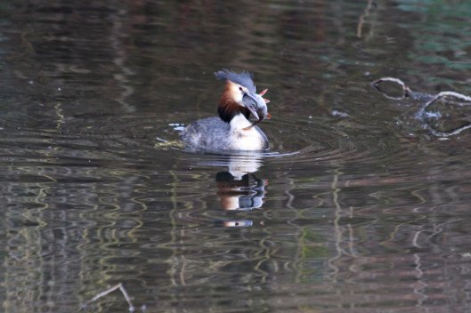 190212 great crested grebe (1)