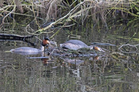 190212 great crested grebe (2)