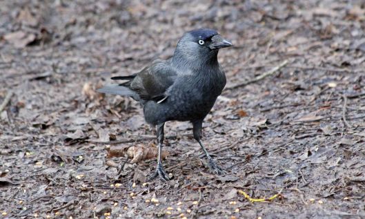 190217 jackdaw
