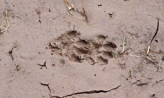 190217 mud prints (1)