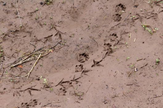 190217 mud prints (2)