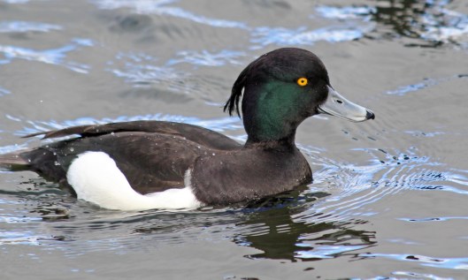 190217 tufted duck