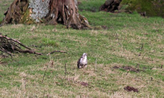 190218 4 Common buzzard