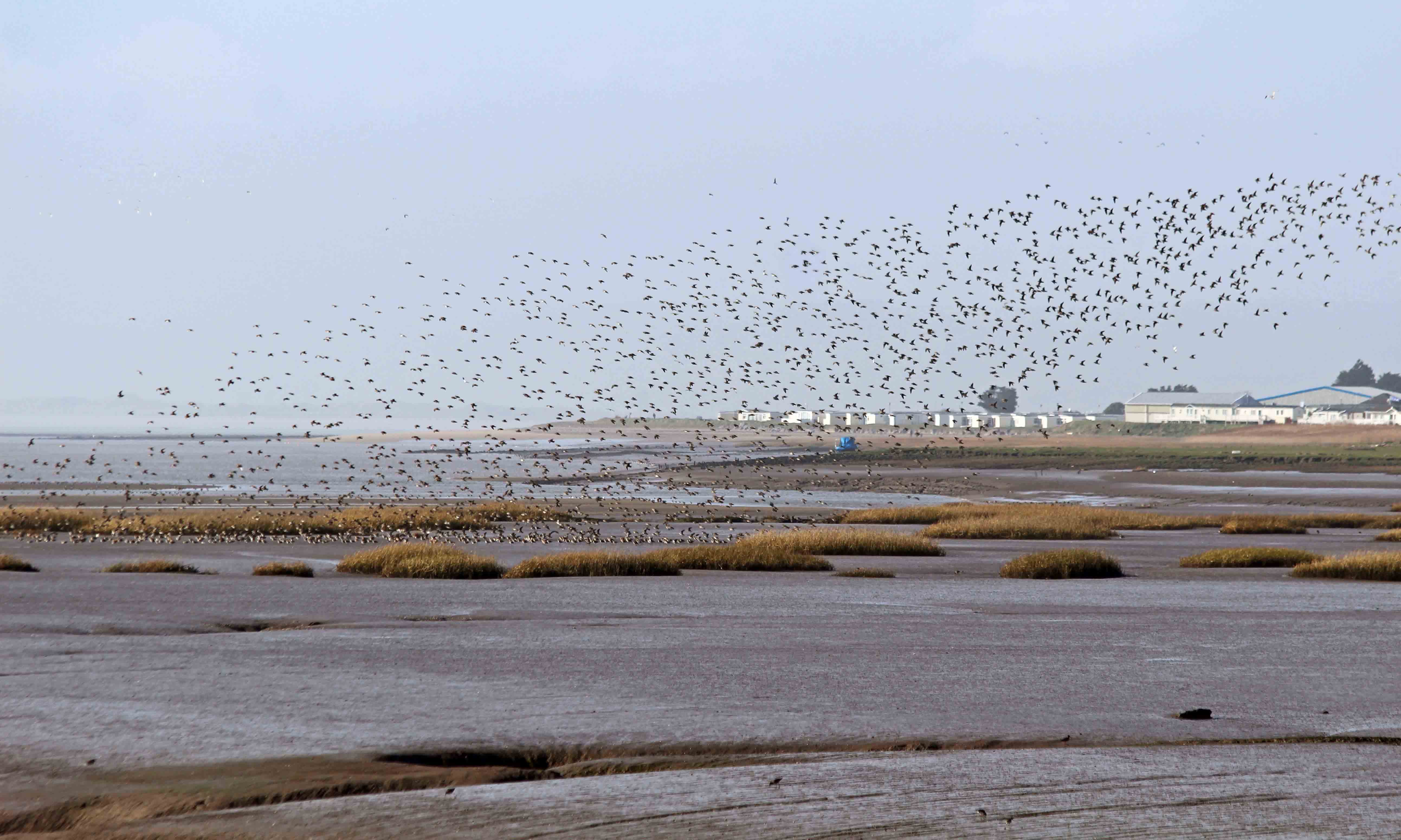 190218 5 Golden plover