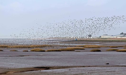 190218 5 Golden plover