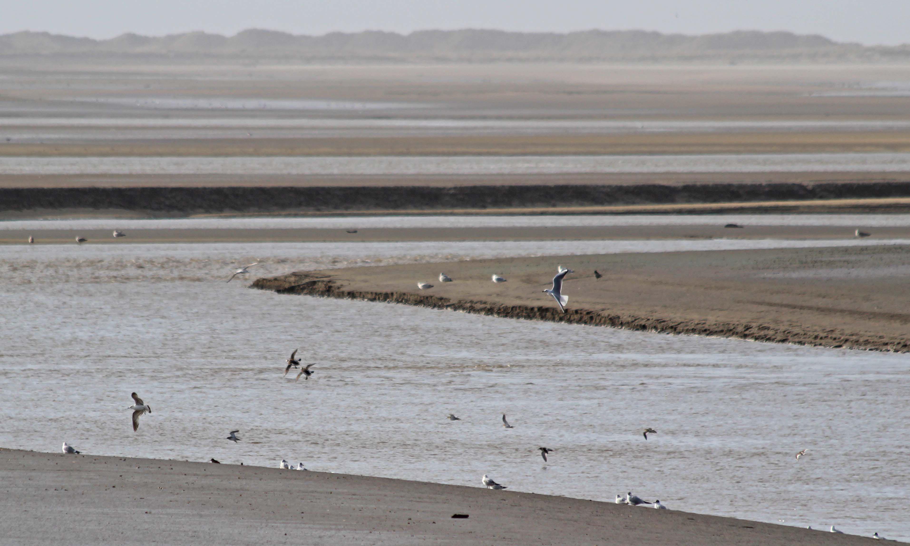 190218 6 Long-tailed ducks
