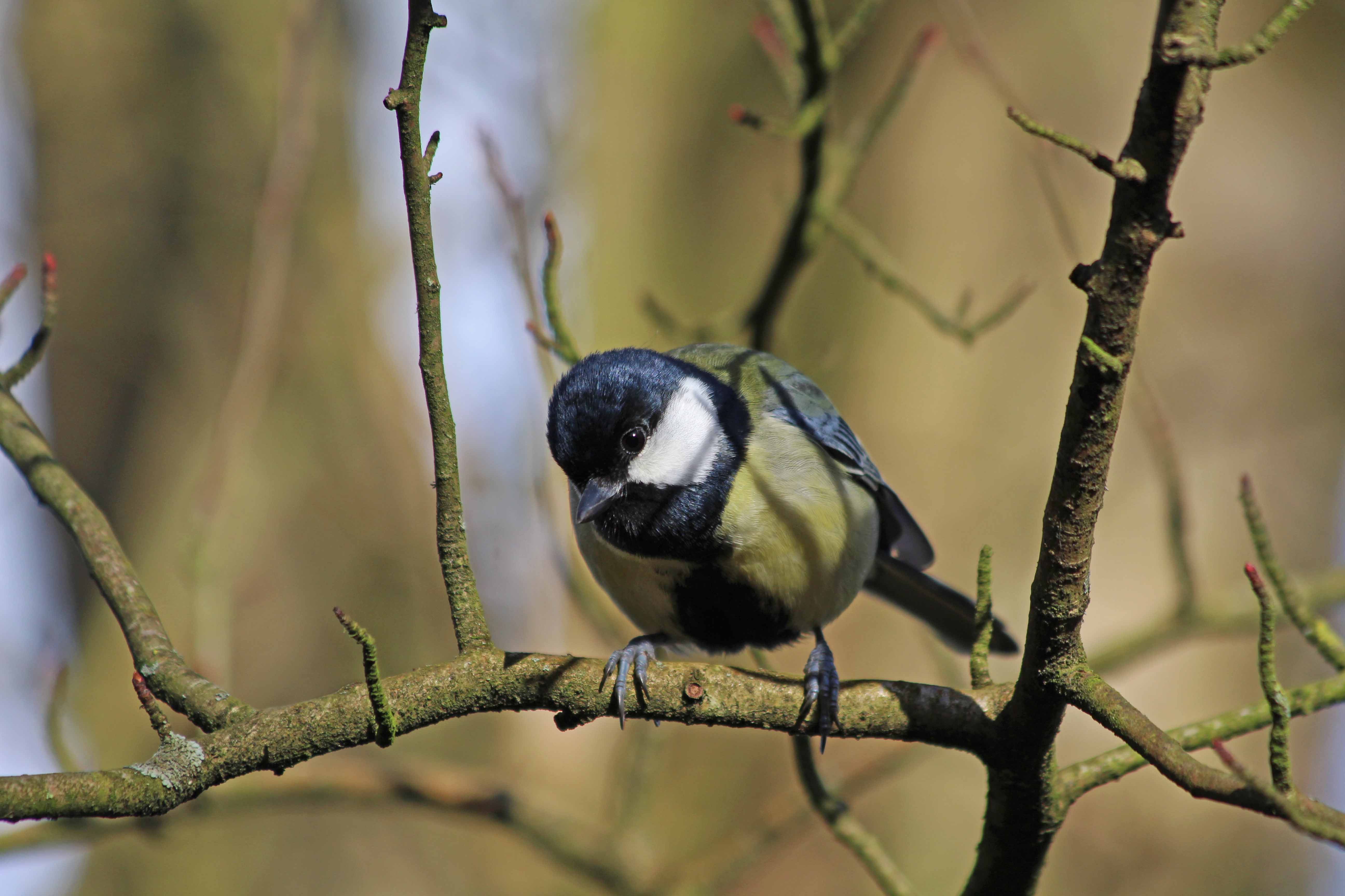 190218 Great tit