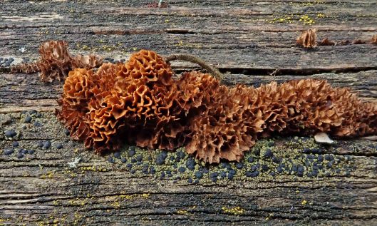 190219 conifer mazegill (2)