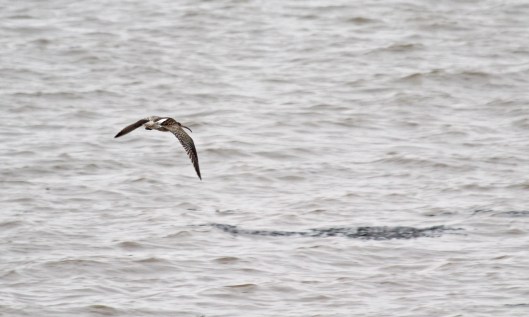 190222 Curlew
