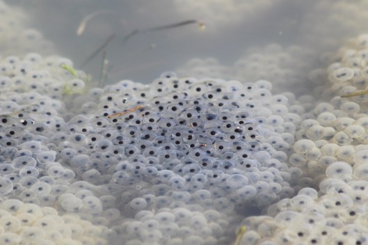 190225 frog spawn (2)