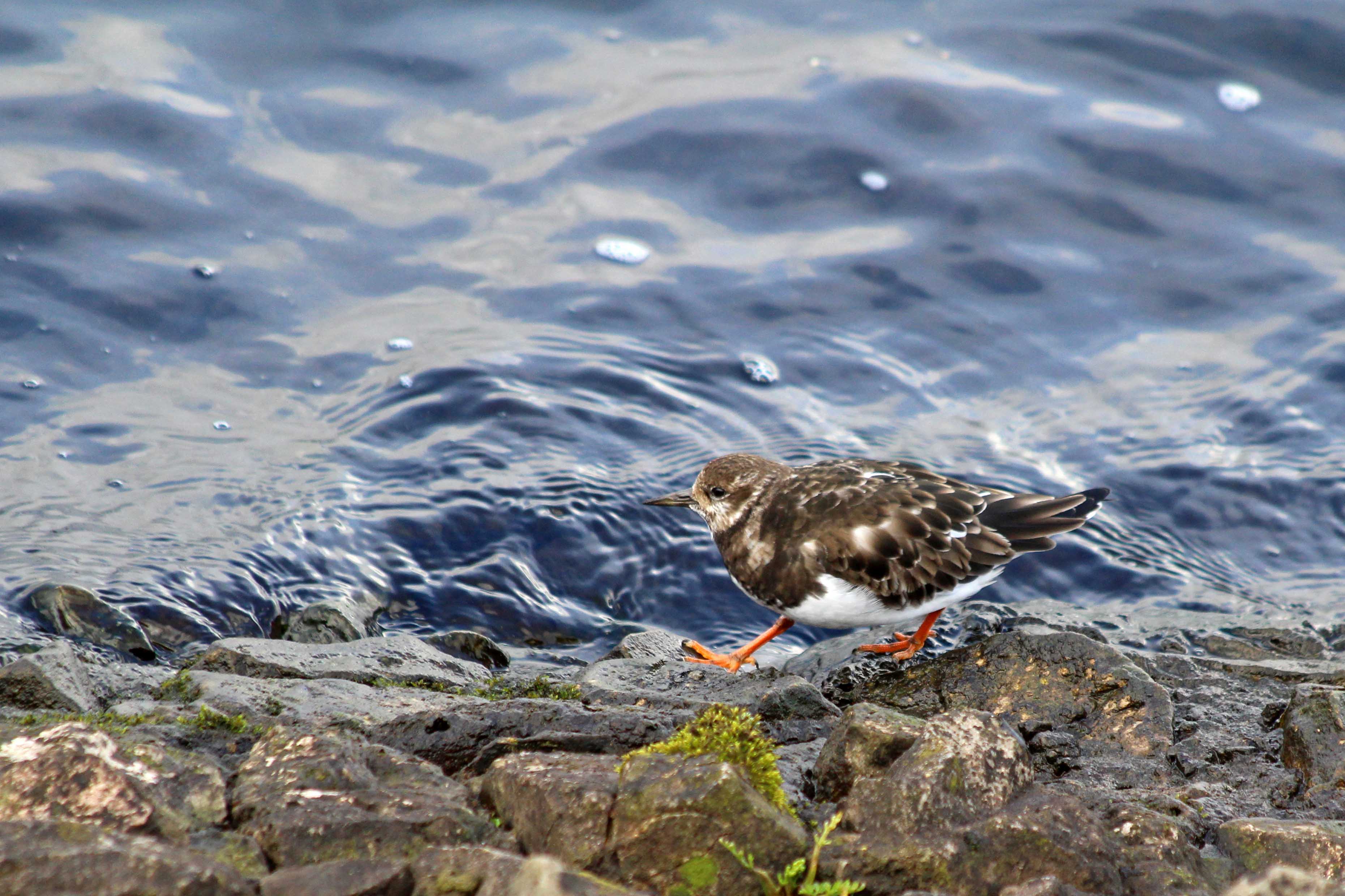 190228 turnstone