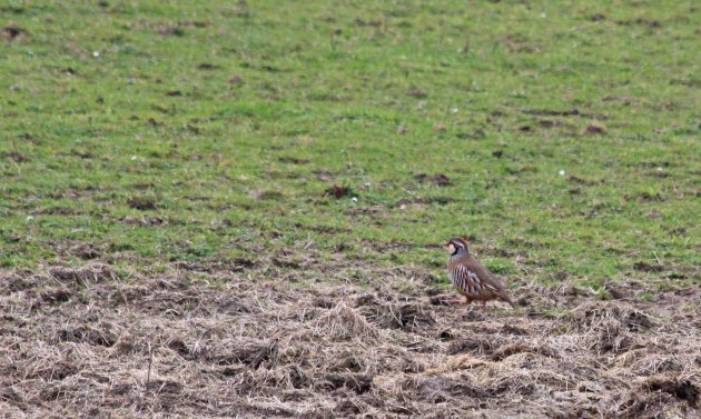 119 red-legged partridge