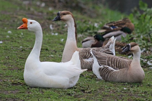 190301 chinese geese (1)