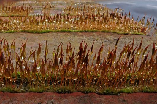 190303 moist moss