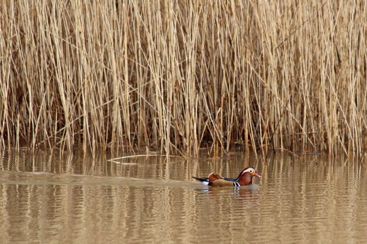 190306 Mandarin duck