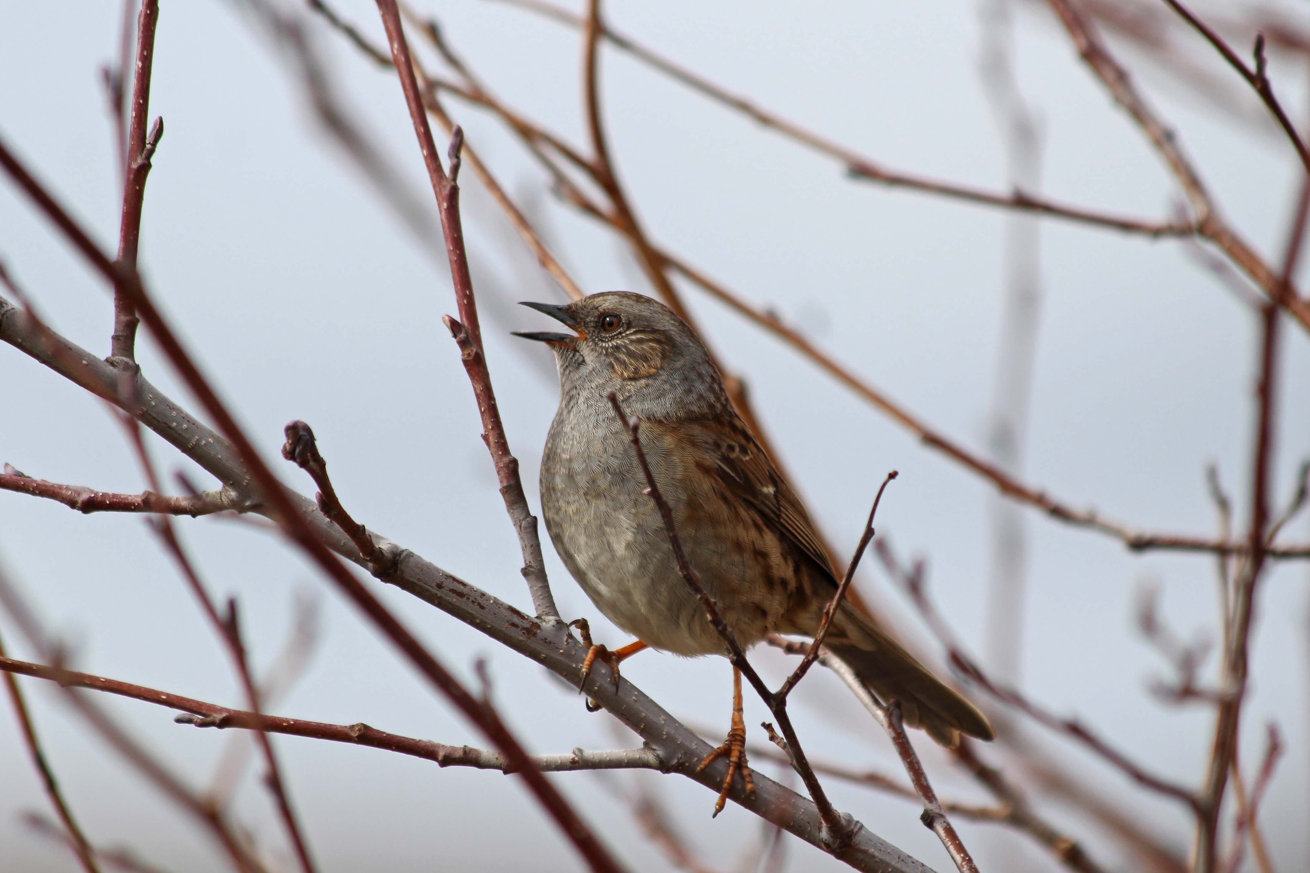 190308 dunnock
