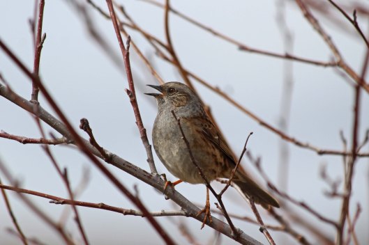 190308 dunnock