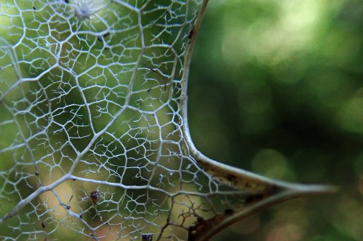 190309 leaf skeleton
