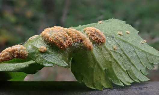 190313 alexanders rust