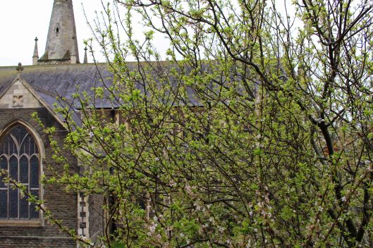 190322 cherry tree (2)